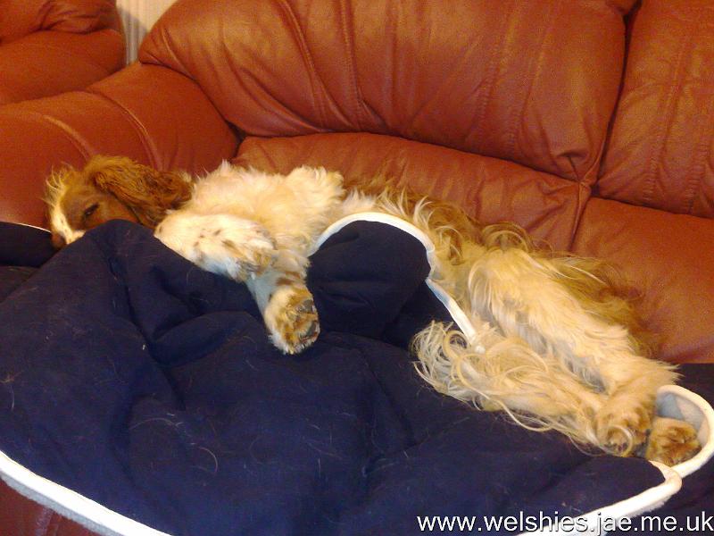 2010-11-20 07.jpg - Just right for cuddling